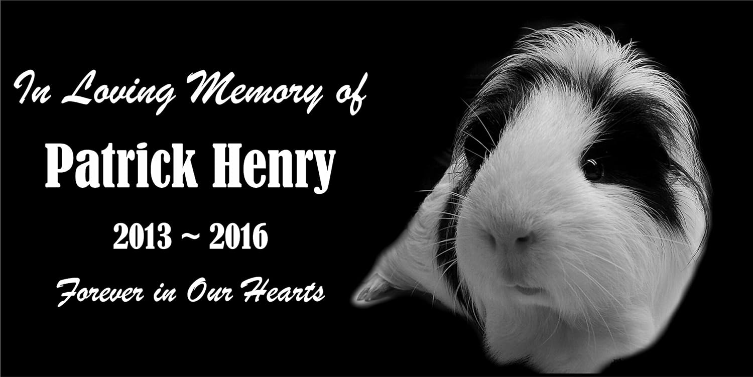guinea pig remembrance
