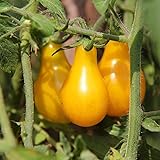 Tomato Garden Seeds - Yellow Pear - 1 Oz