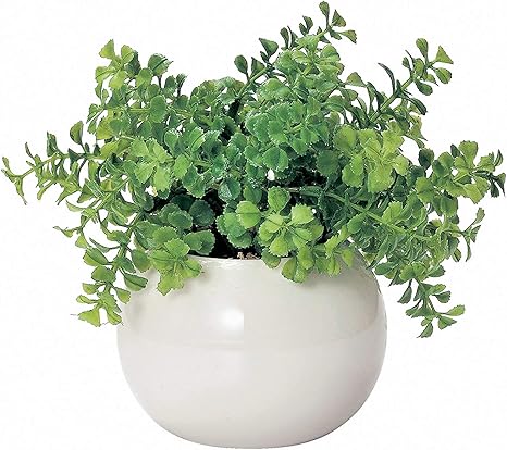 Amazon かわいい まあるい 光触媒 インテリア グリーン ファンシェイプ 人工観葉植物 オンライン通販 Amazon かわいい まあるい 光触媒 インテリア グリーン ファンシェイプ 人工観葉植物 オンライン通販