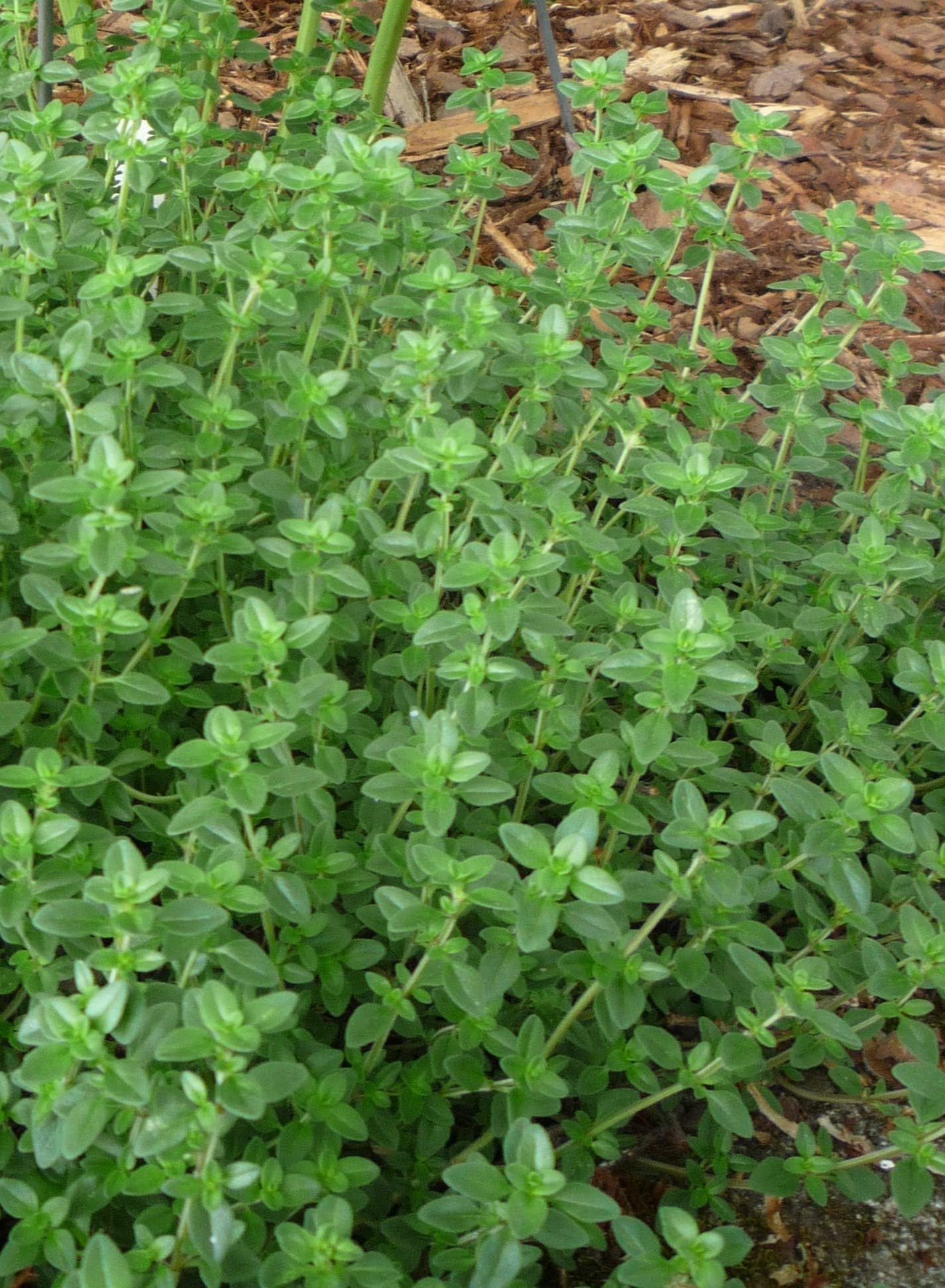 Herb Selection (Thyme) Culinary Herbs, Fresh, Organic, Home Grown, Healthy