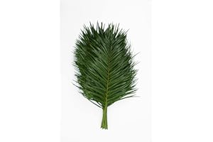 Rumhora Greens | (5) Five Bunches of Fresh and Natural Robellini Palm | Pack of 20 Stems in Each Bunch (100 stems total)| Perfect for Indoor and Outdoor Decorations