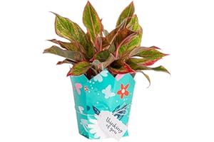 Costa Farms Chinese Evergreen, Live Indoor Plant, Potted Houseplant in Gift Wrap Planter, New House Gift, Birthday, Room Décor, Home or Office Decor, 14-Inches Tall