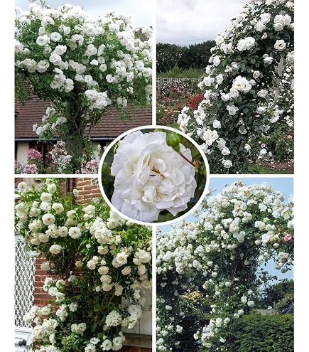 Amazon.com : 100PCS White Climbing Rose Seeds Rose Bush Beauty of Flower  Seeds : Patio, Lawn & Garden