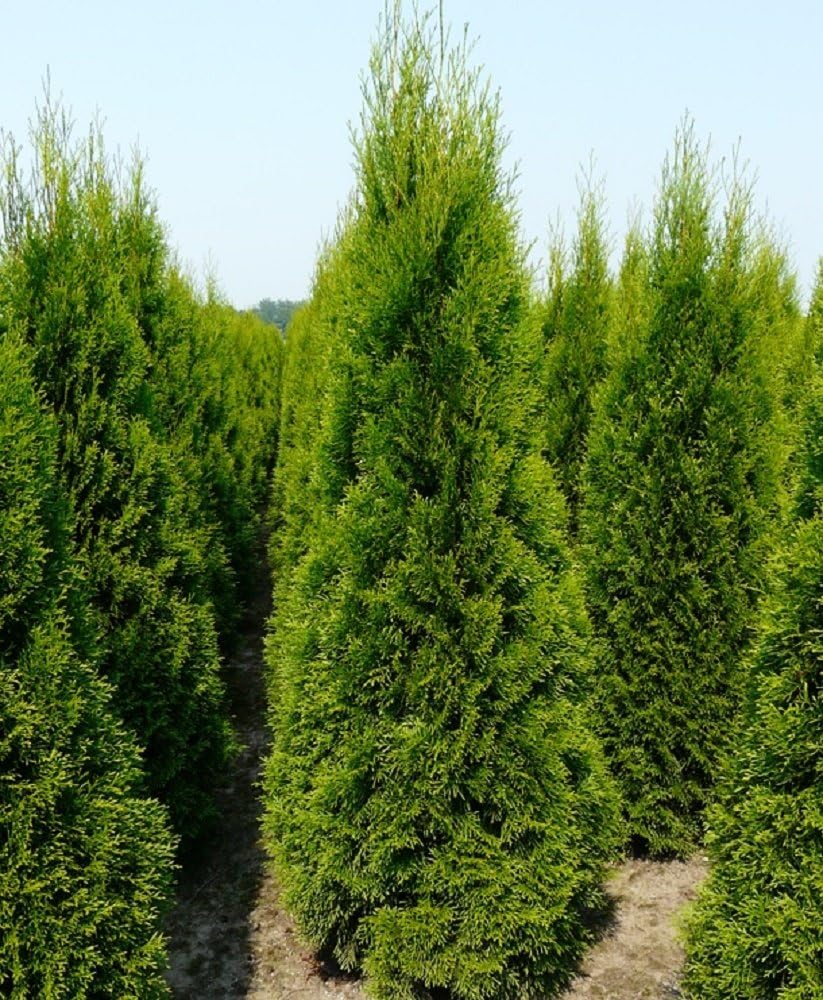 Thuja Smaragd Dwarf Ornamental Conifer Plants ( Pack of 10 ) 11cm Pots