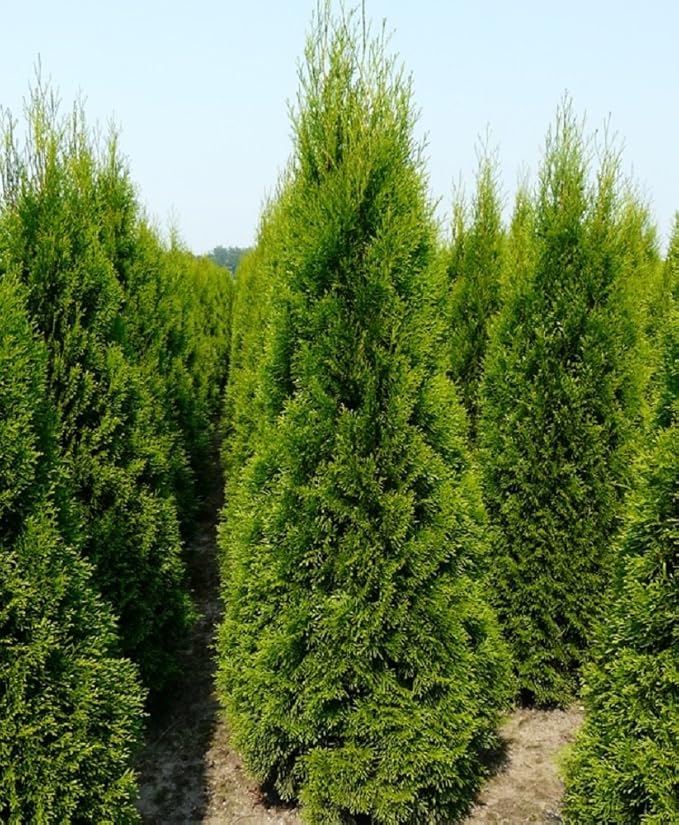 Thuja Smaragd Dwarf Ornamental Conifer Plants ( Pack of 10 ) 11cm Pots