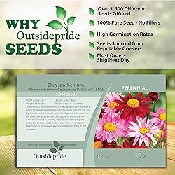 Outsidepride 10000 Seeds Perennial Chrysanthemum