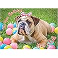 Glory To Dog It's Your Birthday Have a Ball English Bulldog 7-by-5 inch Birthday Card with Greeting Card Mailing Envelope