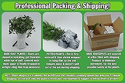 Greenwood Nursery: Live Ground-Cover Plants