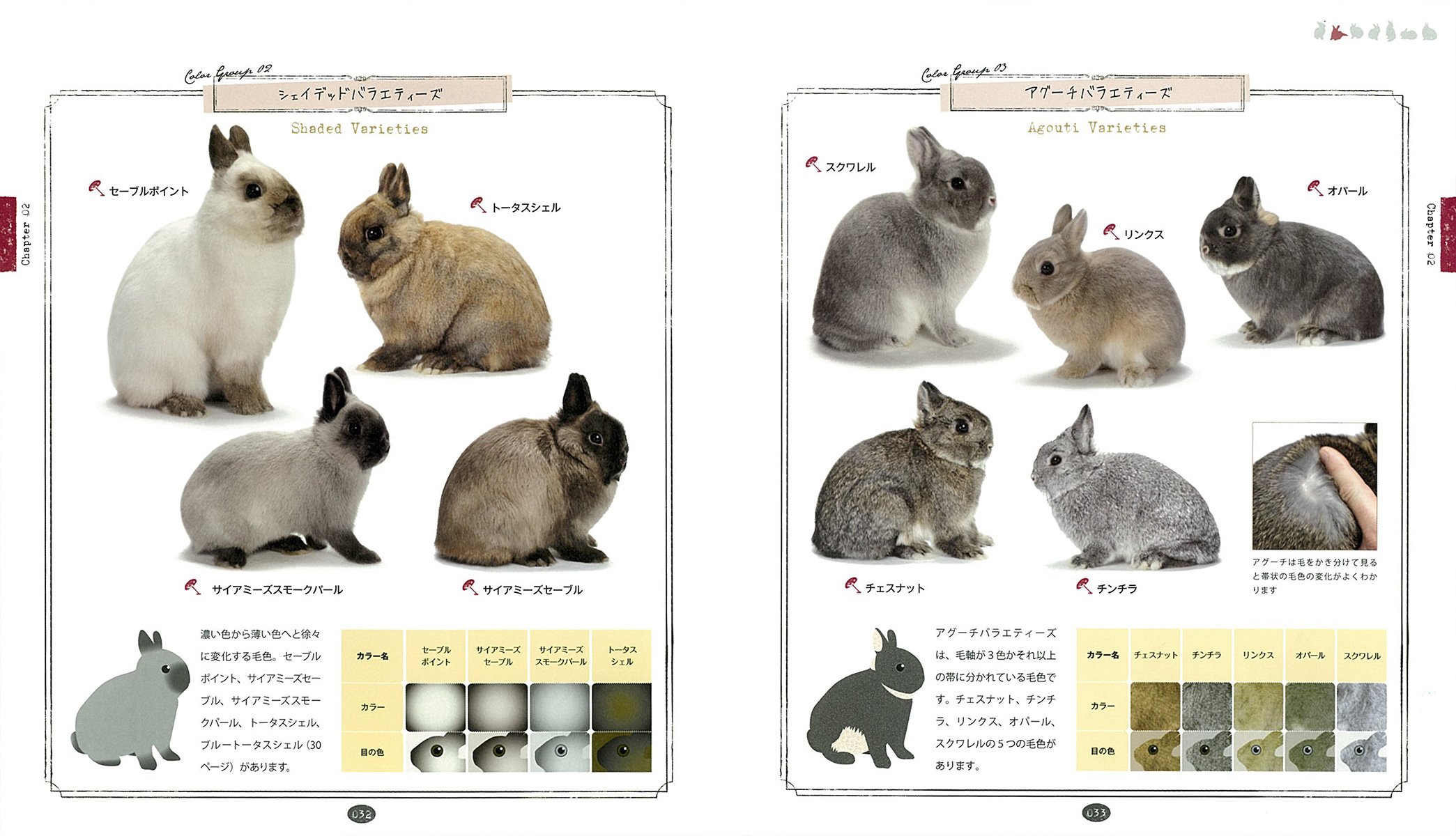 Amazon Fr ネザーランドドワーフ ウサギの品種別飼育ガイド Mizue Oono Livres Amazon Fr ネザーランドドワーフ ウサギの品種別飼育ガイド Mizue Oono Livres