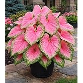 Pink Princess Caladium Bulbs for Planting - Beautiful Spotted Leafs Stand Out - Perennial Hosta, Elephant Ears, Fancy (10 Bulbs)