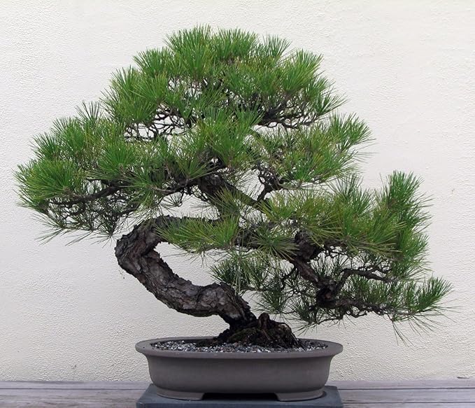 Image result for pinus bonsai