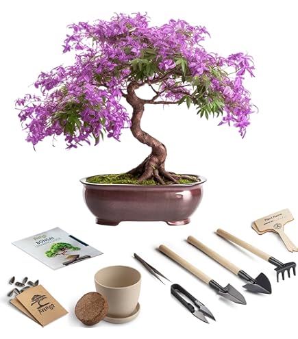 almondtree様 リクエスト 8点 まとめ商品 Amazon.com : New Fresh 60pcs Almond Tree Seeds Generic