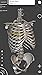 Skeletal System - 3D Anatomy