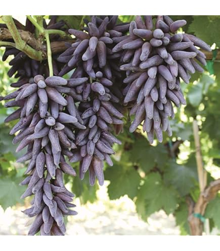 grape SEED １～８ Amazon.com : CHUXAY GARDEN Red Concord Grape Seed 7 Seeds