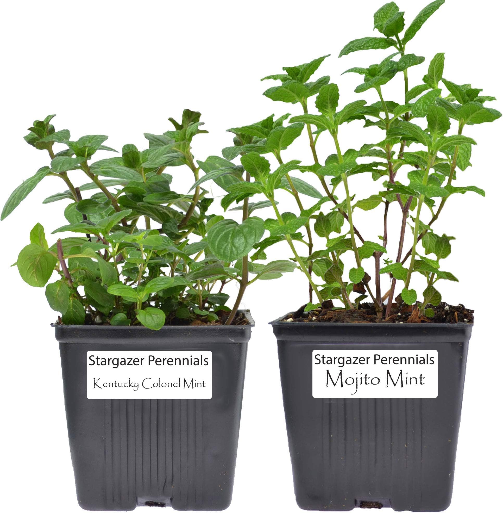 Stargazer Perennials Mint Collection (2) Potted Fresh Live Plants | Mojito and Kentucky Colonel Mint | Grown Organic, Easy to Grow, Non-GMO | Use for Drinks, Teas, Aromatic
