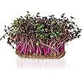 Todd's Seeds Rambo Sprouting Radish Seeds - Beautiful Red/Purple Colored Sprout, Non-GMO, Chemical Free, High Germination (One Pound)