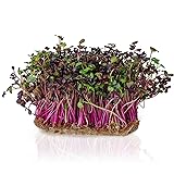 Todd's Seeds Rambo Sprouting Radish Seeds