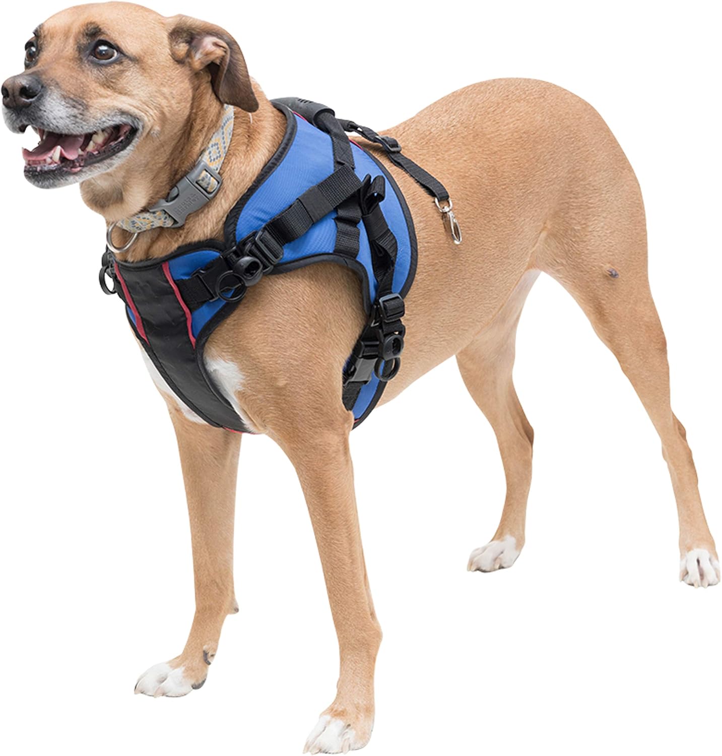 harness for dogs with arthritis