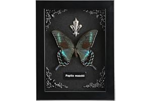 WTUAWB Real Butterfly Framed Butterfly Taxidermy - Butterfly Shadow Box, Taxidermy Animals for Oddities and Curiosities Gifts (D_Alpine Black Swallowtail Black Background #2)