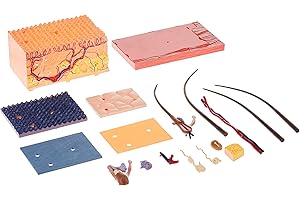 TEDCO Famemaster 4D-Vision Human Skin Anatomy Model