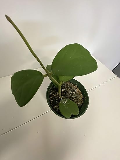 hoya australis is an australia native that can produce fragrant flowers