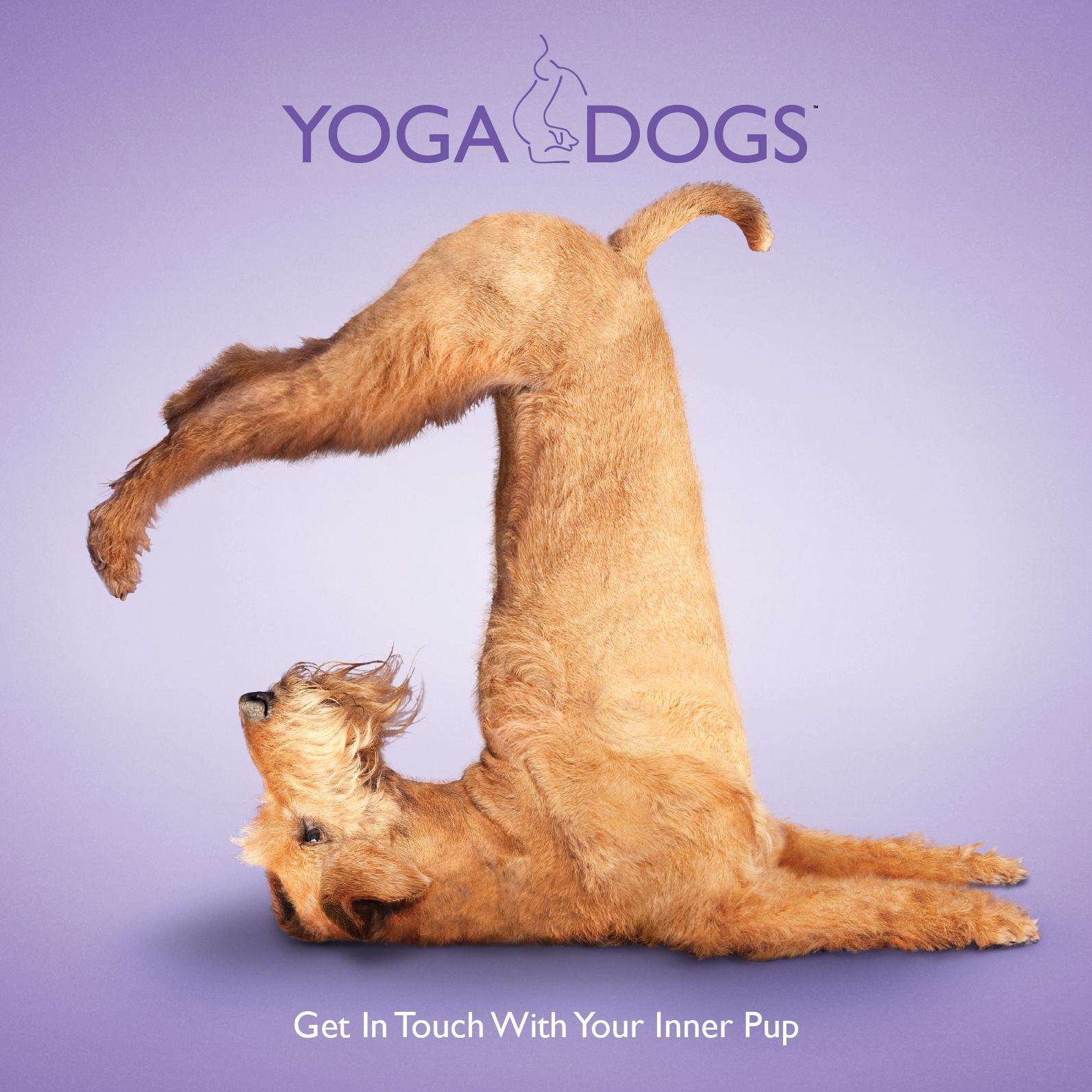 15 Crazy Yoga Poses You Wish You Could Strike Yoga Retreats