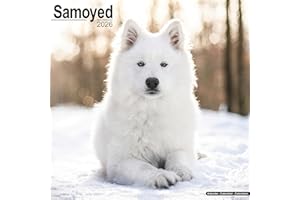 Samoyed 2026 Calendar | Square Wall Calendar | Dog Breed Gift | Plastic Free Packaging | by Avonside Publishing