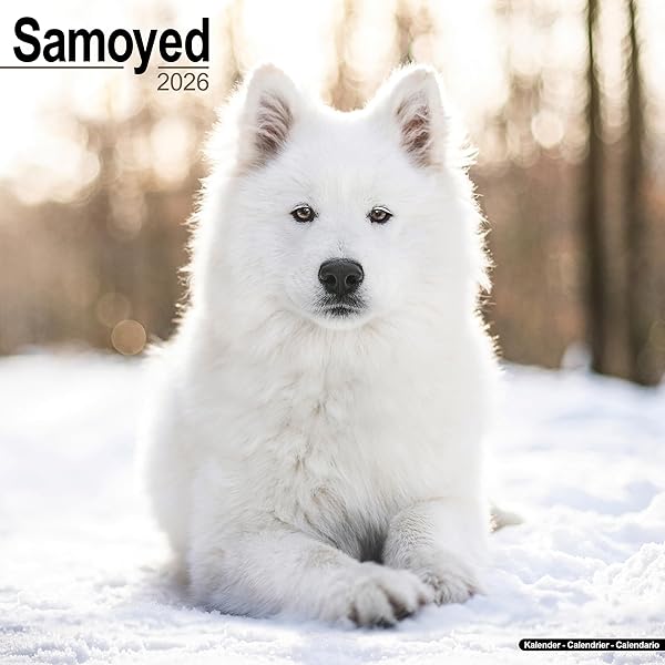 Calendario Samoyedo 2025: Calendario Mensual De Pared Con Notas, Tamaño