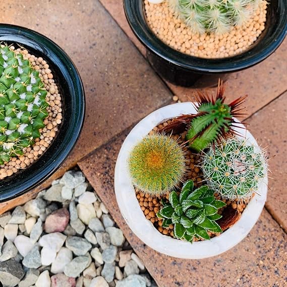 Amazon 伊豆シャボテン本舗 サボテン 多肉植物 寄せ植え エッグポット入り L 恐竜マスコットキーホルダー付き 鉢 グレー 栽培キット オンライン通販