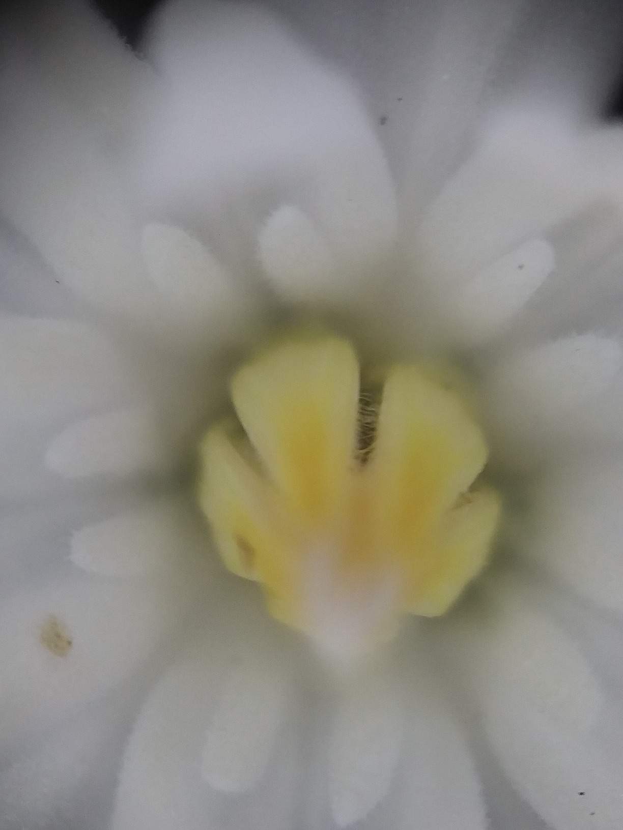 Awesome and easy to use macro lens for your phone.