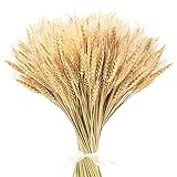 Uieke 17.7 Inches Dried Wheat Stalks, 400 Stems