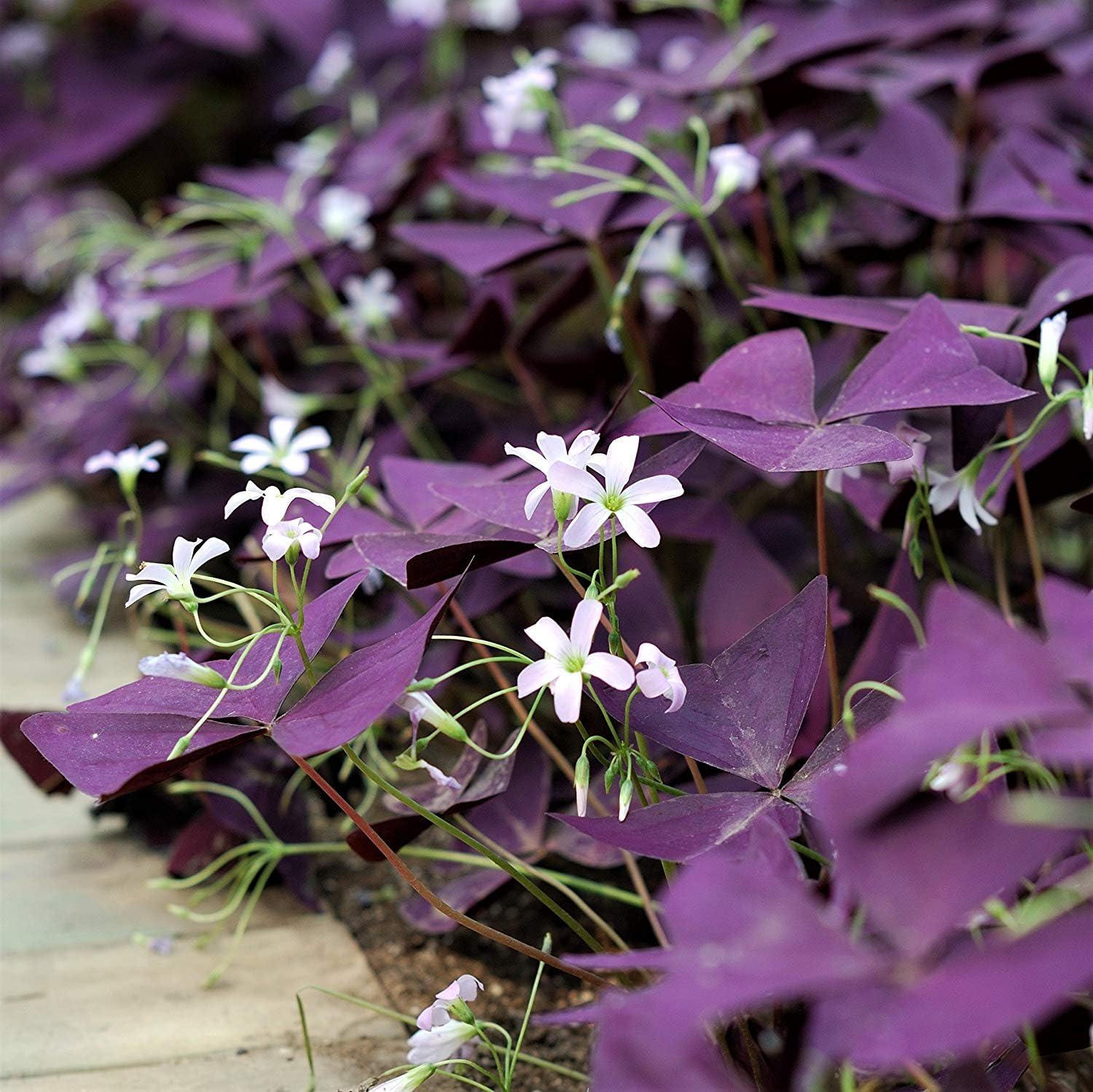 Purple Oxalis Bulbs-10 Bulbs Very Easy to Plant Garden Flowers Cute Home Bonsai Planting Now!