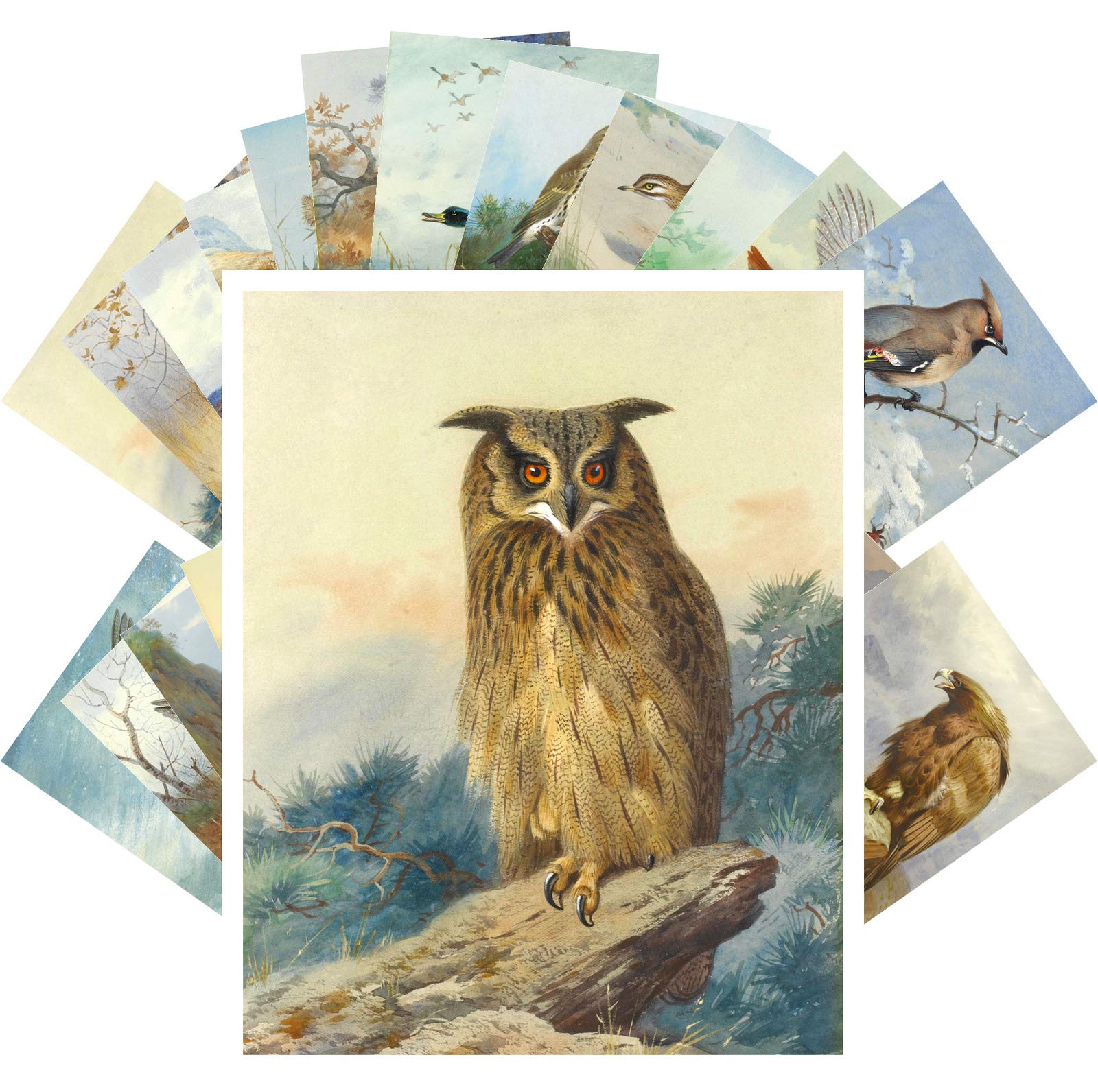Postcard Set 24 Cards Amazing Wild Birds Archibald Thorburn Vintage Antique Museum Painting Owl Eagle Duck
