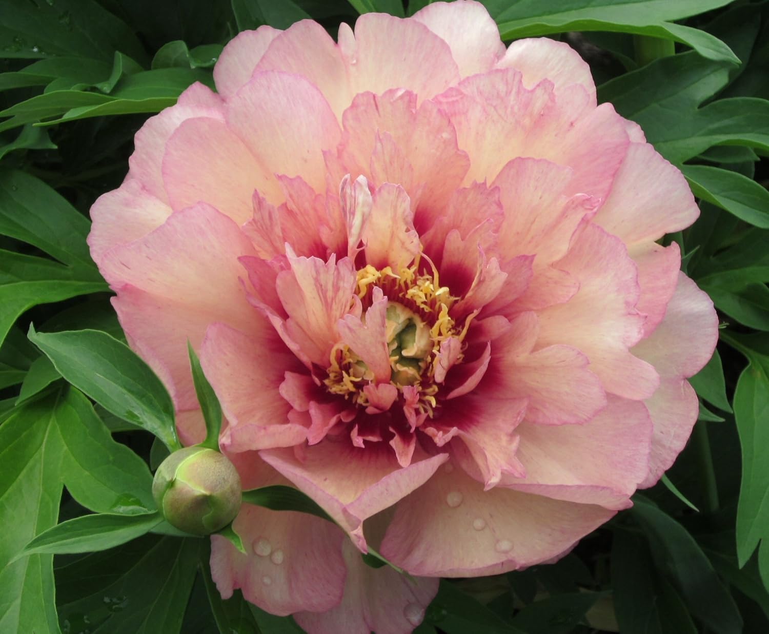 Itoh Peony Hillary Intersectional Hybrid Tree Peony Herbaceaous Perennial Amazon Co Uk Garden Outdoors