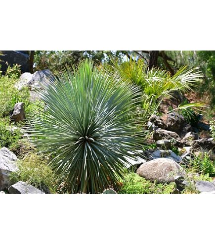 Amazon.com : Yucca rostrata | Beaked Yucca | Big Bend Yucca