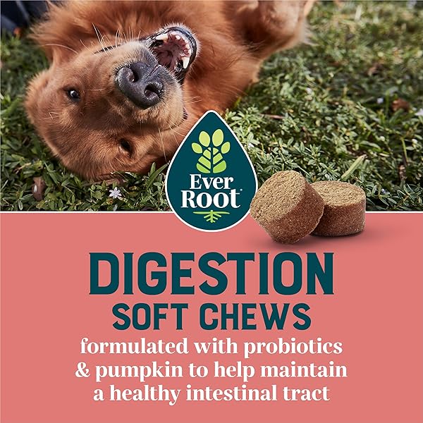 EVERROOT BY PURINA DIGESTION DOG SUPPLEMENTS SOFT CHEWS – 10.6 OZ. CANISTER