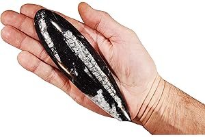 Rock Your Chakra Orthoceras Fossil 5 1/2" Morocco Rocks Minerals Root Chakra Healing Crystals and Stones