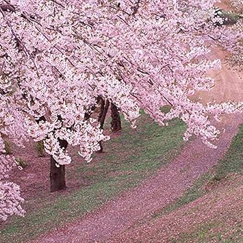  Sakura plante  du japon et des fleurs