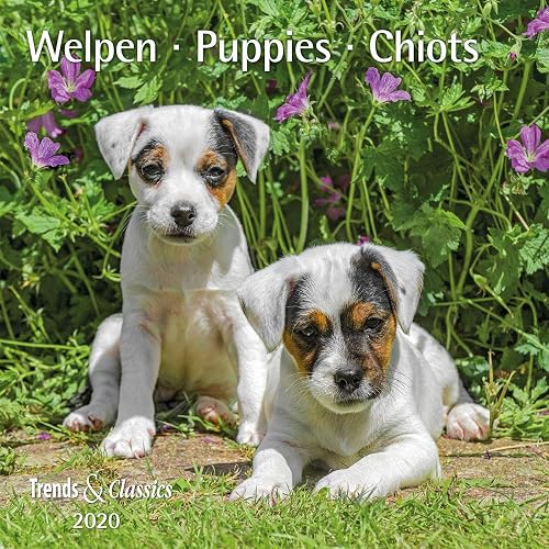 Download Welpen Puppies 2020 - Broschürenkalender - Wandkalender - mit herausnehmbarem Poster PDF