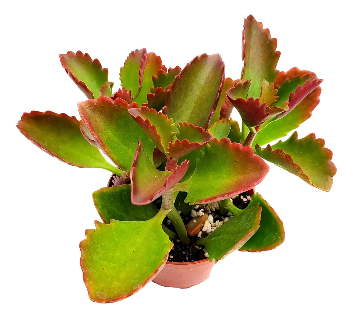 Fat Plants San Diego Succulent Plant(s) Fully Rooted in 4