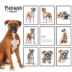 BigWig Prints - Boxer Dog Wall Decor, Boxer Lover