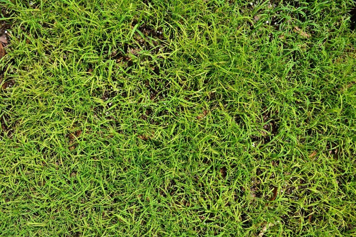 Tifblair Centipede Grass Séẹd 5 Lbs. (Certified