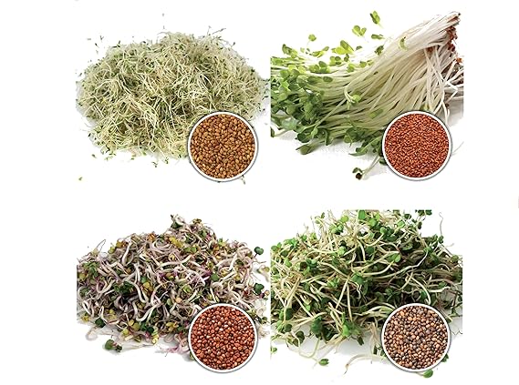 1 kg BIO Keimsprossen Mischung -4 Sorten Mix- Keimsaat 4 x 250 g Samen für die Sprossenanzucht Alfalfa, Kresse, Radies, Salat