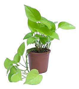 Root Bridges Indoor Golden Money Plant (Pot included)