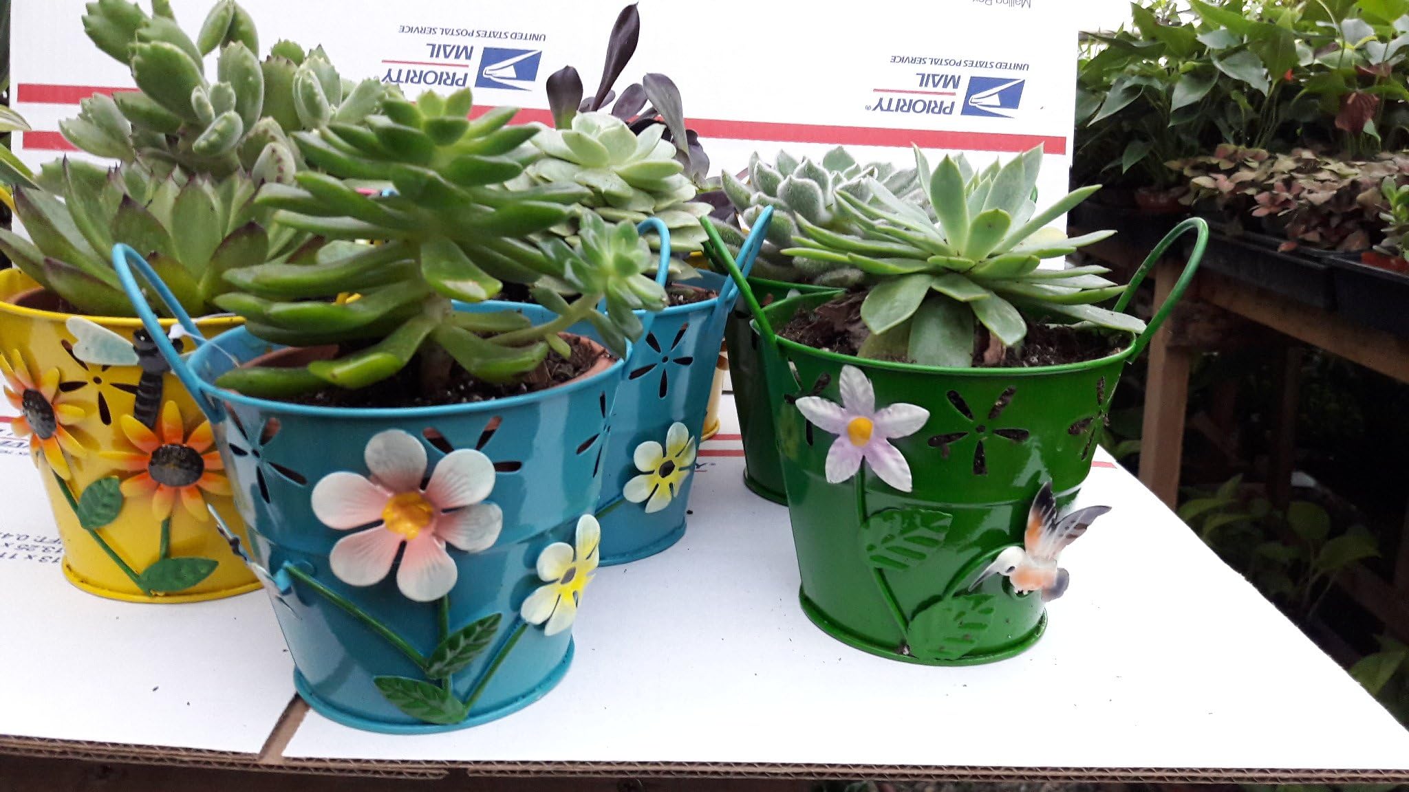 Succulent & Fairy Garden Plants - 5 Different Plants in 4" buckets Pots