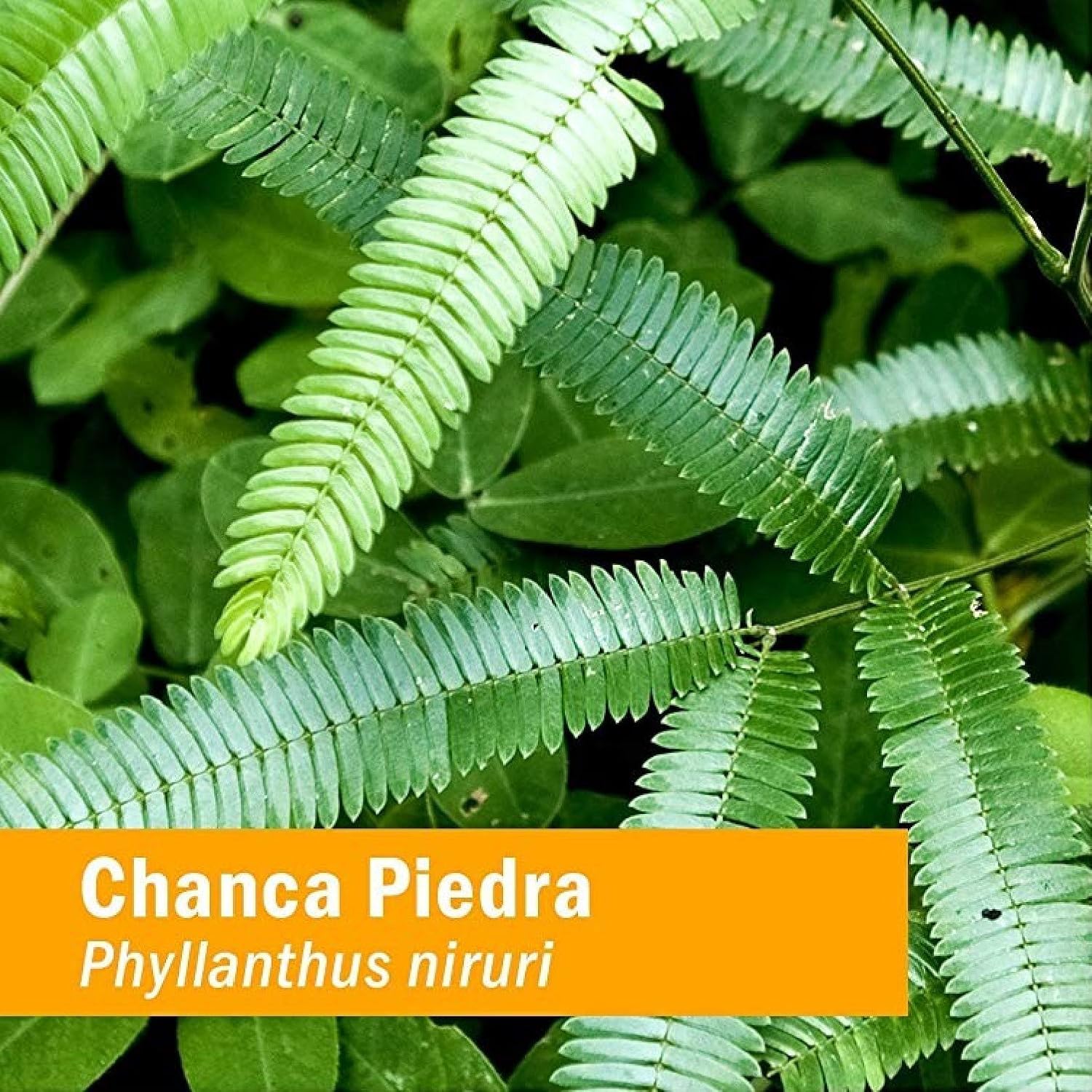 Herb Pharm Chanca Piedra Liquid Extract for Urinary System Support - 1 Ounce: Health & Personal Care