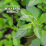 Alpha01 Holy Basil Extract 7500mg 90 Vegan Capsules High Strength view 4