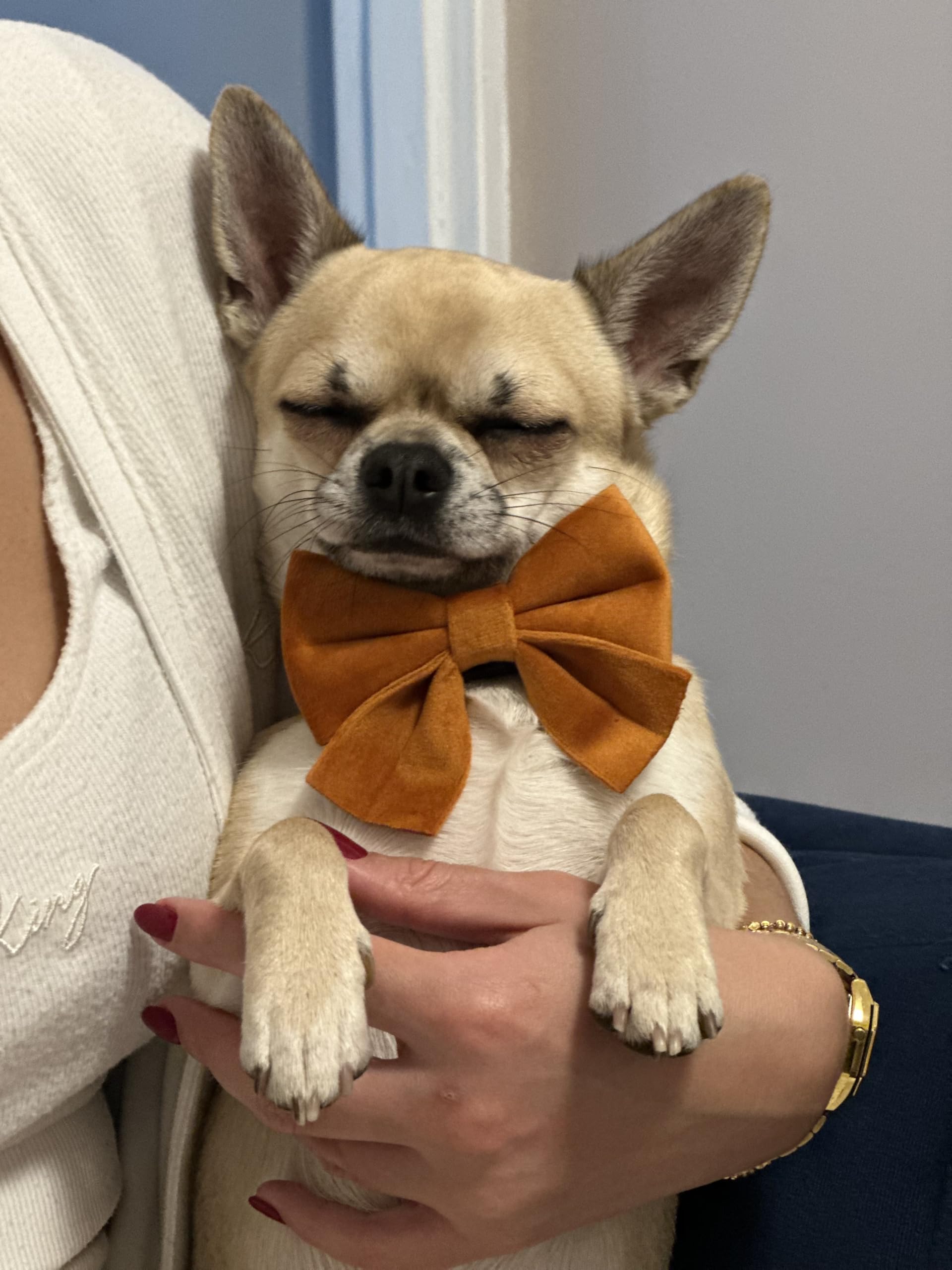 Fluffy Tailers Orange Velvet Luxury Adjustable Dog Collar Bowtie Comfortable Dog Collar with Detachable Bow Tie & Safety Buckle - Suitable for Puppy & Small Medium Dogs (Small)