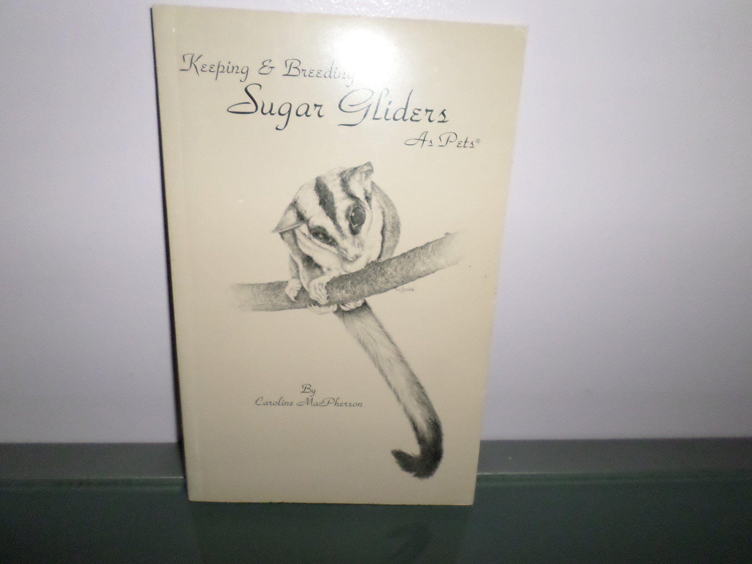 keeping sugar gliders as pets