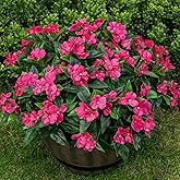 Nigirior Artificial Fake Flowers for Outdoor Décor 6 Bundles UV Resistant Fake Plants for Planter Faux Impatiens for Home Porch/Garden Stunning(Rose Red)